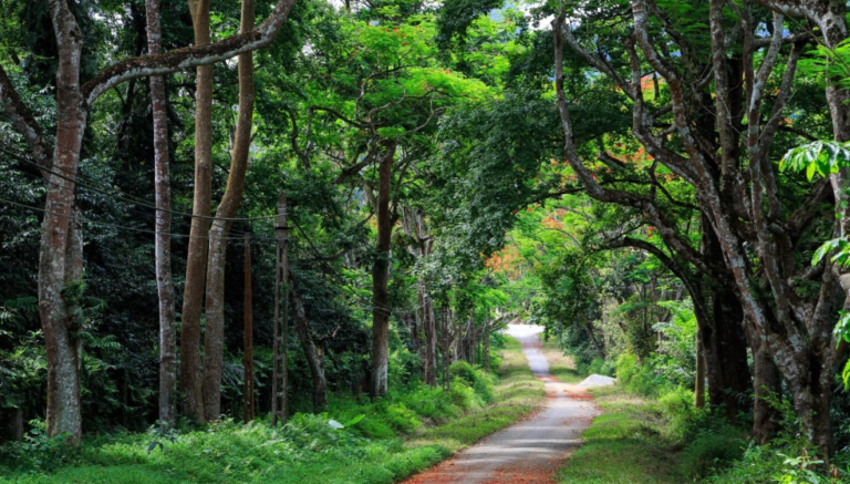 TOP 10 Đoạn văn Write a paragraph about Cuc Phuong National Park (siêu hay) (ảnh 1)