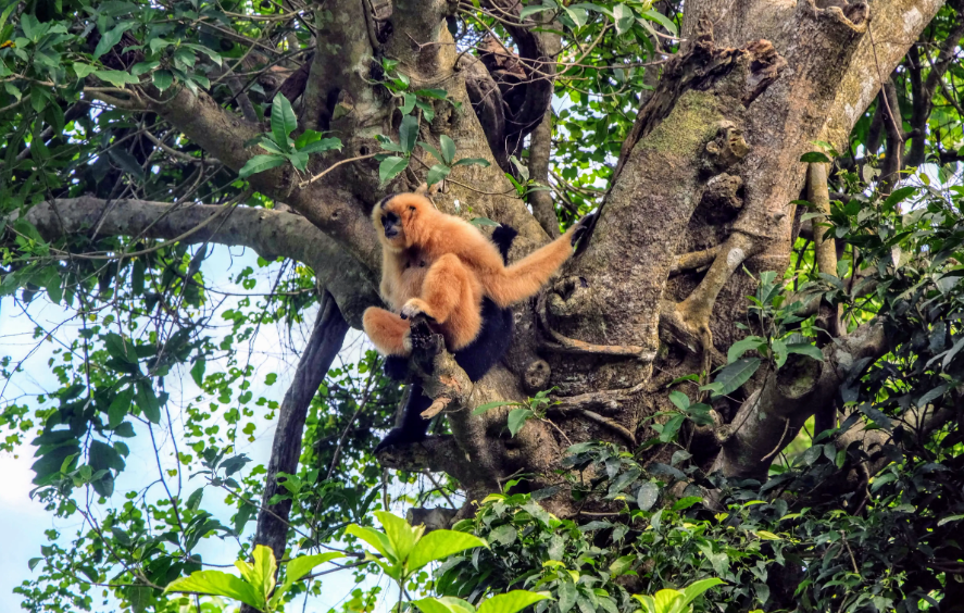 TOP 10 Đoạn văn Write a paragraph about Cuc Phuong National Park (siêu hay) (ảnh 1)