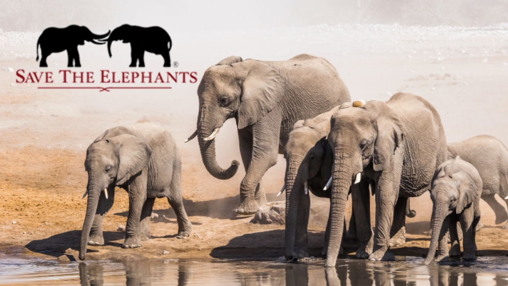 TOP 10 Đoạn văn Write a paragraph about Save the Elephants (siêu hay) (ảnh 1)