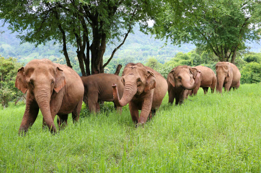 TOP 10 Đoạn văn Write a paragraph about Save the Elephants (siêu hay) (ảnh 1)