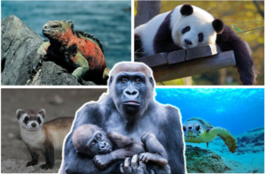 TOP 10 Write an information leaflet about the Galapagos penguin or an animal in danger in Vietnam (siêu hay) (ảnh 1)